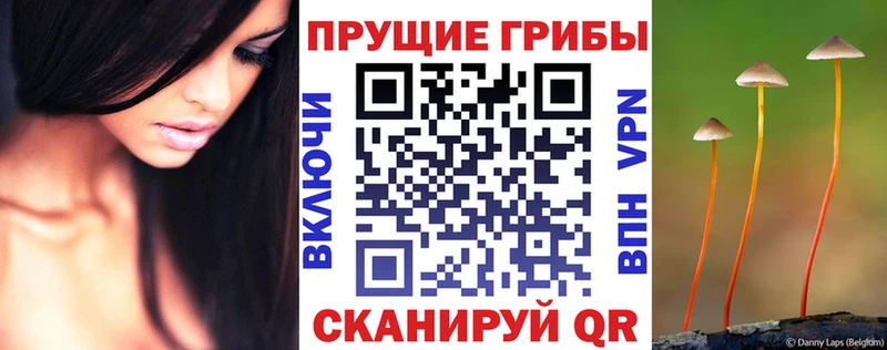 дарнет шоп  Кондрово  Псилоцибиновые грибы Cubensis 